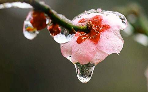 《梅花魂》教学反思范文（精选16篇）