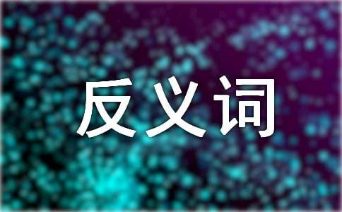 聪明的反义词