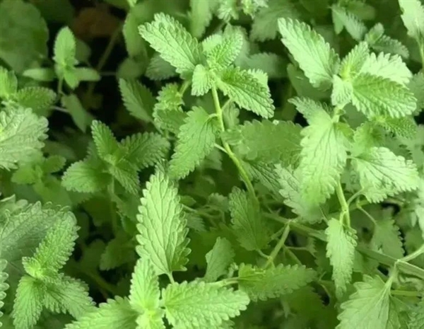 营养巨丰富！河南人的专属“猫薄荷”：我打赌你没吃过