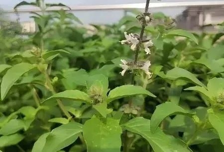 营养巨丰富！河南人的专属“猫薄荷”：我打赌你没吃过