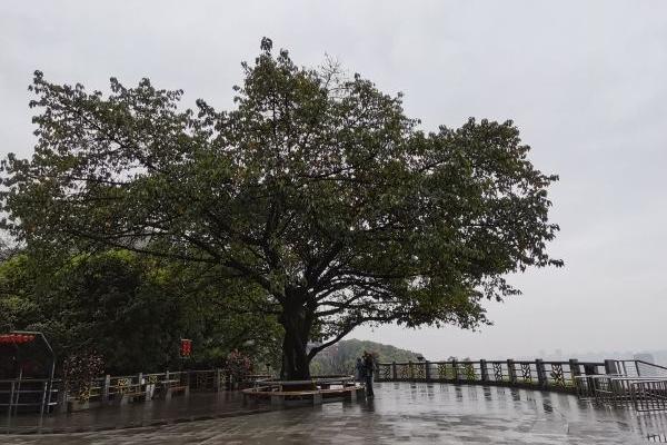 重庆南山一棵树观景台怎么去