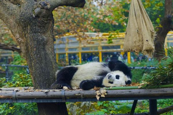 成都动物园有什么动物