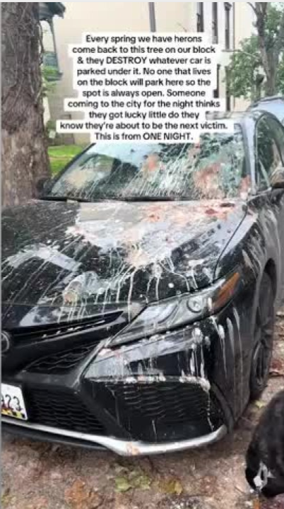 捡漏停个车：车却变成了“厕所”