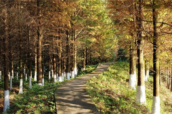 大岭山森林公园旅游攻略 门票价格 景点信息