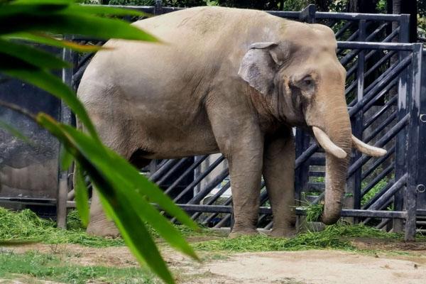 成都动物园有什么动物？