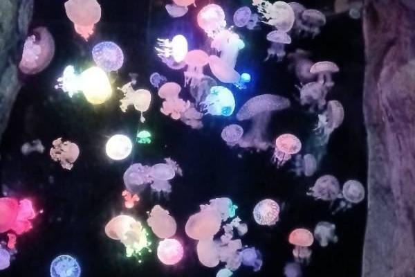 威海神游海洋世界旅游攻略 门票价格 景点信息