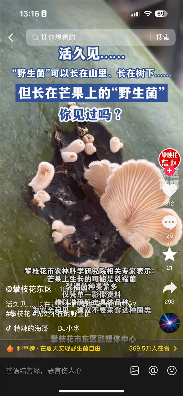 芒果上长白色蘑菇引热议 主人：芒果已被吃掉 生物专家科普解读