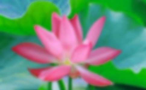 描写荷花的诗词大全