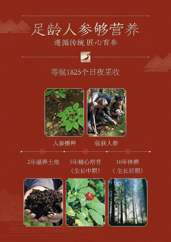 长白山人参！全须红参/生晒参久违探底： 4盒99元赠2礼袋