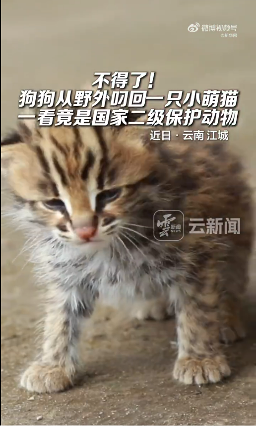 不得了！狗狗从野外叼回一只小萌猫  竟是国家二级保护动物豹猫