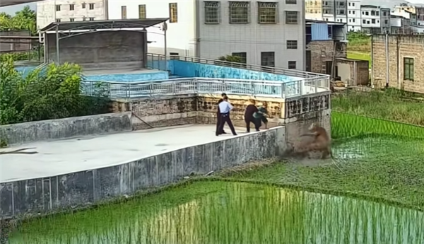 男子被牛疯狂追击跳下田 后续来了：牛已死 被挖掘机吊上来