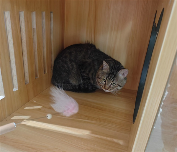 主人因欠钱3岁狸花猫被法拍 已超5千人报名竞拍