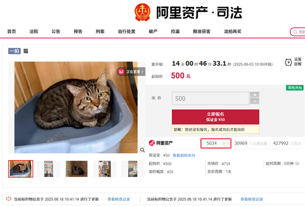 主人因欠钱3岁狸花猫被法拍 已超5千人报名竞拍