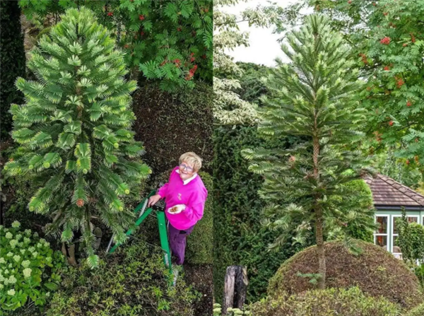 英国夫妇种植“史前摇钱树”产出首批种子 曾是恐龙的食物