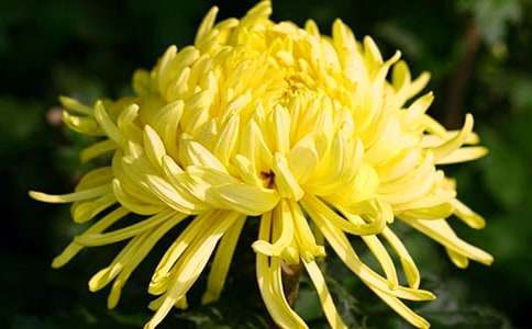 描写菊花外形的句子100句