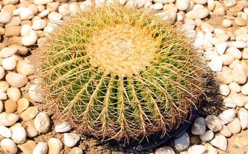 我的植物朋友仙人掌作文400字（通用97篇）