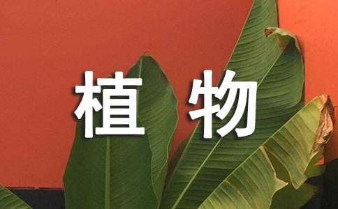 我的植物朋友作文范文300字（通用52篇）