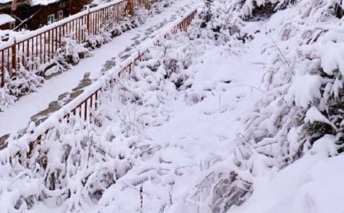 下雪了作文（通用34篇）