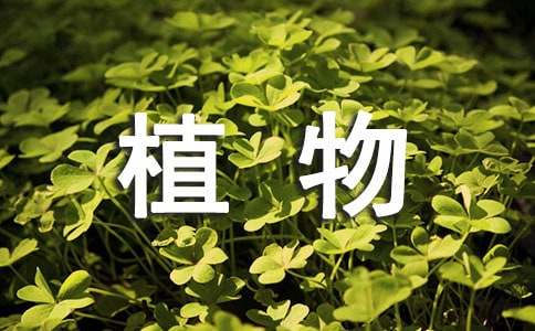 关于植物的作文（精选55篇）