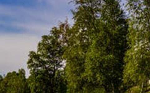 关于描写山上风景的优美句子