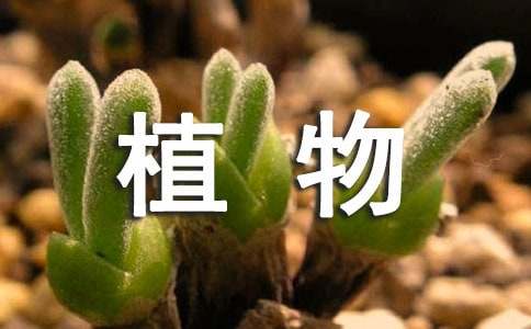 描写植物的作文（精选38篇）
