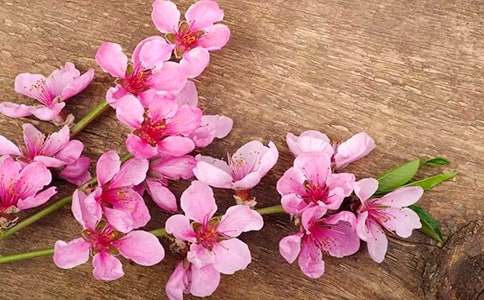 关于桃花的诗句大全