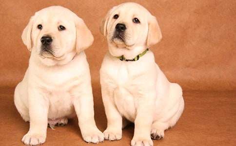 人狗情之我和大狗小狗的故事散文