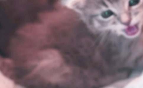 我家的小猫日记(精选35篇)