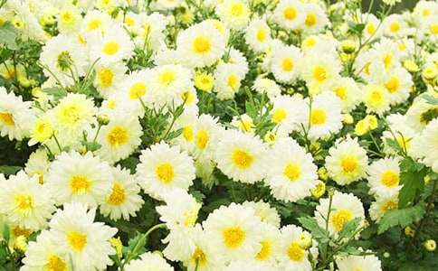 形容菊花的好词佳句