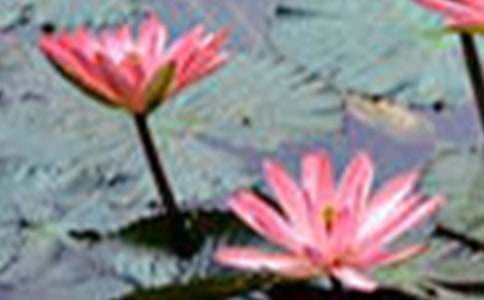 描写荷花的优秀句子(精选220句)