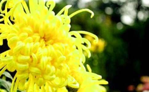 精选形容菊花的句子16句