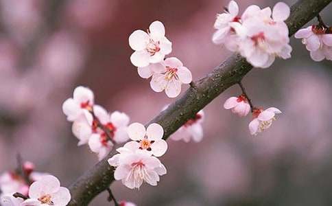 关于写桃花作文（通用26篇）