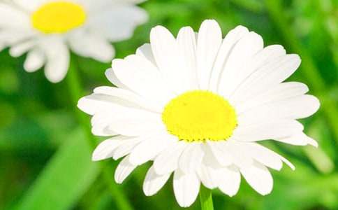 形容菊花的句子24条