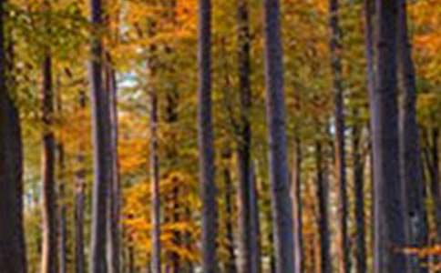 森林里的童话故事作文300字(通用28篇)