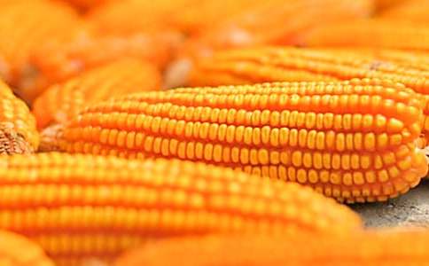 玉米花开抒情散文