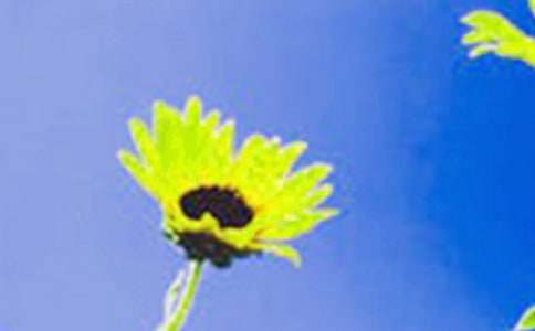 向日葵正能量的句子