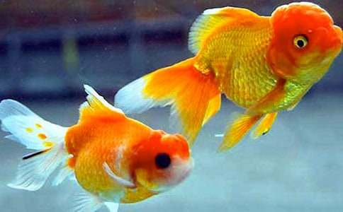 观察金鱼日记（精选20篇）