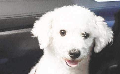 我家的小狗日记（精选38篇）