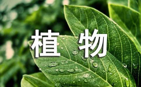 我的植物朋友作文300字（通用34篇）