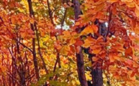 景色的作文(精选35篇)