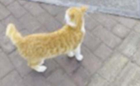我的动物朋友小猫400字左右作文（通用41篇）