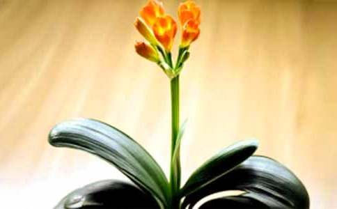 我的植物朋友君子兰作文（精选107篇）