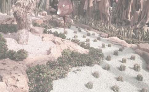 植物园观后感5篇