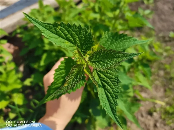 这种菜炖鱼、煮粥巨香！促排便 比胡萝卜还护眼：只当调料太可惜