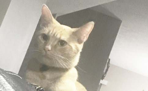关于小猫的作文（通用25篇）