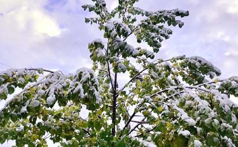 【实用】下雪日记范文21篇