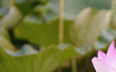 夏至的风俗是什么