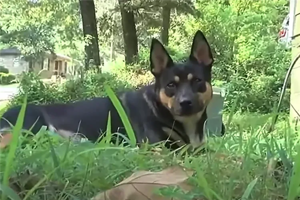 一年叼4块人骨回家 疑来自同一人！宠物犬乱捡东西牵出离奇命案