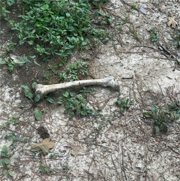 一年叼4块人骨回家 疑来自同一人！宠物犬乱捡东西牵出离奇命案
