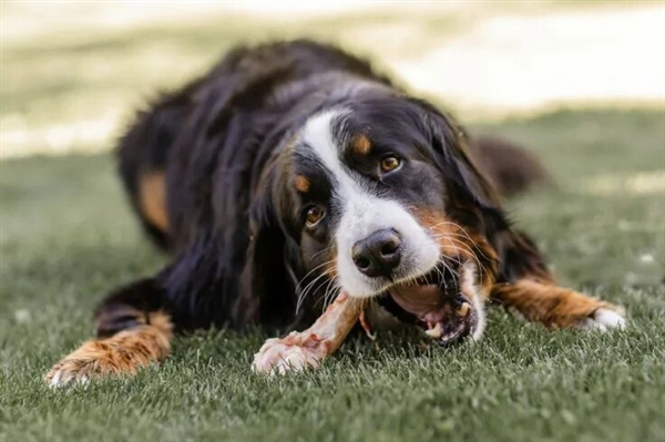 一年叼4块人骨回家 疑来自同一人！宠物犬乱捡东西牵出离奇命案